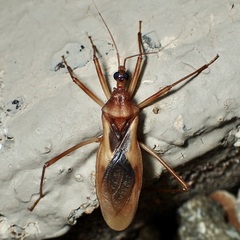 Zeluroides americanus