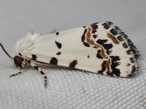 Grotella tricolor photo 4