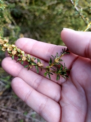 Olearia solandri