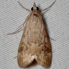 Loxostege typhonalis