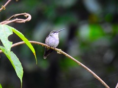 Campylopterus largipennis