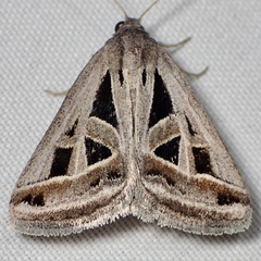 Callistege diagonalis