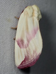 Thurberiphaga diffusa