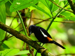 Tachyphonus surinamus