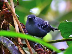 Willisornis poecilinotus