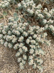 Euphorbia vallis-mortae