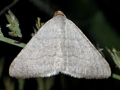 Taeniogramma tenebrosata