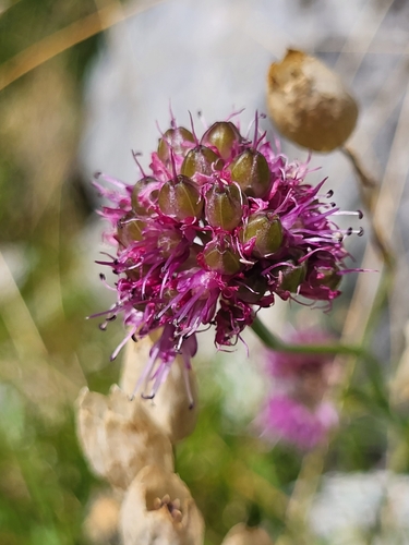 Image of Allium kermesinum by (c) Jacek Pietruszewski, some rights reserved (CC BY)