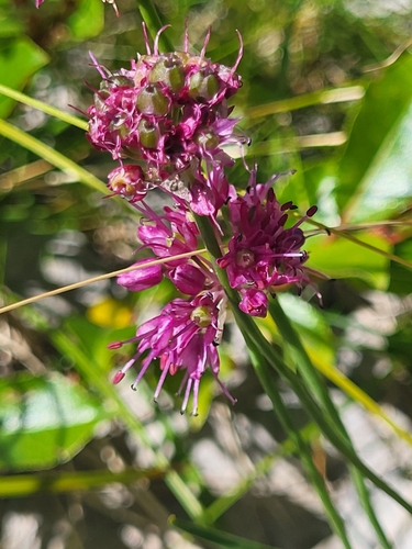 Image of Allium kermesinum by (c) Jacek Pietruszewski, some rights reserved (CC BY)