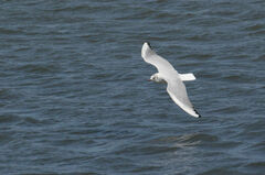 Chroicocephalus ridibundus