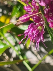 Allium kermesinum, photograph (c) Jacek Pietruszewski, some rights reserved (CC BY)