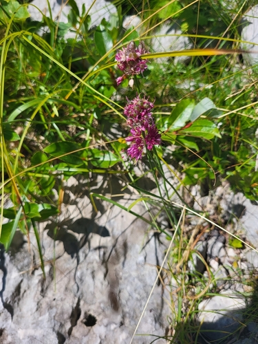 Image of Allium kermesinum by (c) Jacek Pietruszewski, some rights reserved (CC BY)
