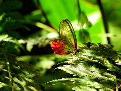 Cithaerias cliftoni