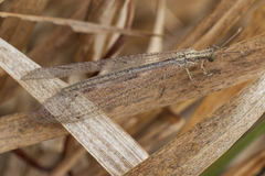 Neuroleon arenarius