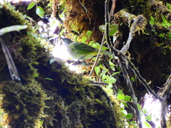 Ixothraupis punctata