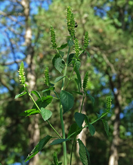 Agastache nepetoides
