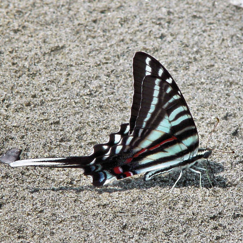 Zebra Swallowtail