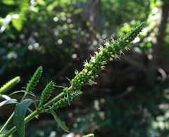 Agastache nepetoides