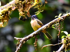 Tachyphonus surinamus