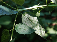 Agastache nepetoides