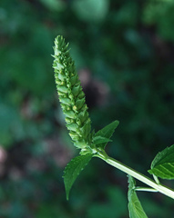 Agastache nepetoides