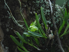 Epidendrum scharfii
