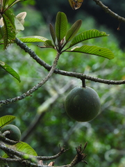 Pouteria lucuma