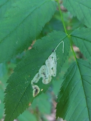 Agromyza spiraeoidearum