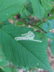 Agromyza spiraeoidearum