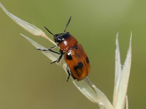 Coptocephala rubicunda