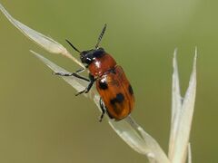 Coptocephala rubicunda