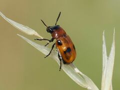 Coptocephala rubicunda