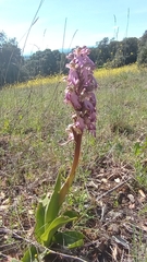Himantoglossum robertianum