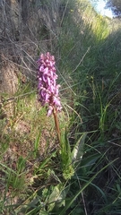 Himantoglossum robertianum
