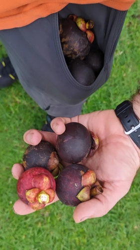 Image of Garcinia mangostana by no rights reserved