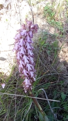 Himantoglossum robertianum