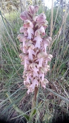 Himantoglossum robertianum