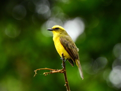 Conopias cinchoneti