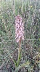 Himantoglossum robertianum