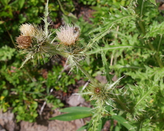 Cirsium osterhoutii