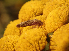 Coleophora tanaceti