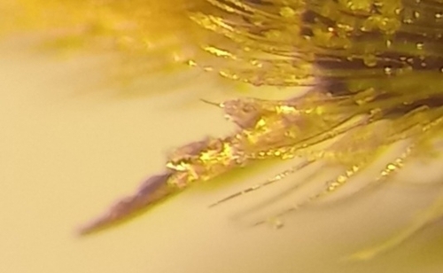 Lobe-spurred Furrow Bee