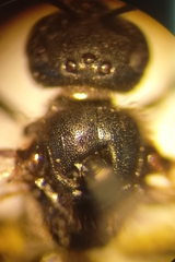 Lasioglossum pauxillum