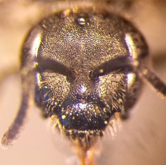 Lasioglossum pauxillum