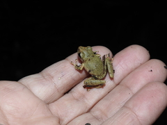 Pristimantis petersi