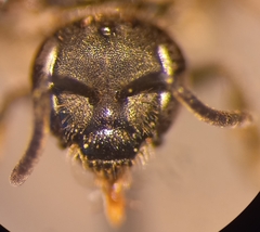 Lasioglossum pauxillum