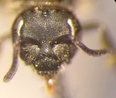 Lasioglossum pauxillum