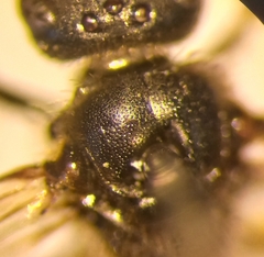 Lasioglossum pauxillum