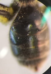 Lasioglossum pauxillum