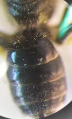 Lasioglossum pauxillum